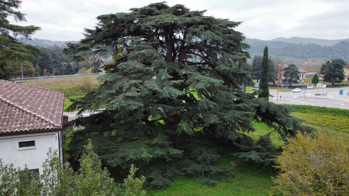 Cedro Monumentale Cesena