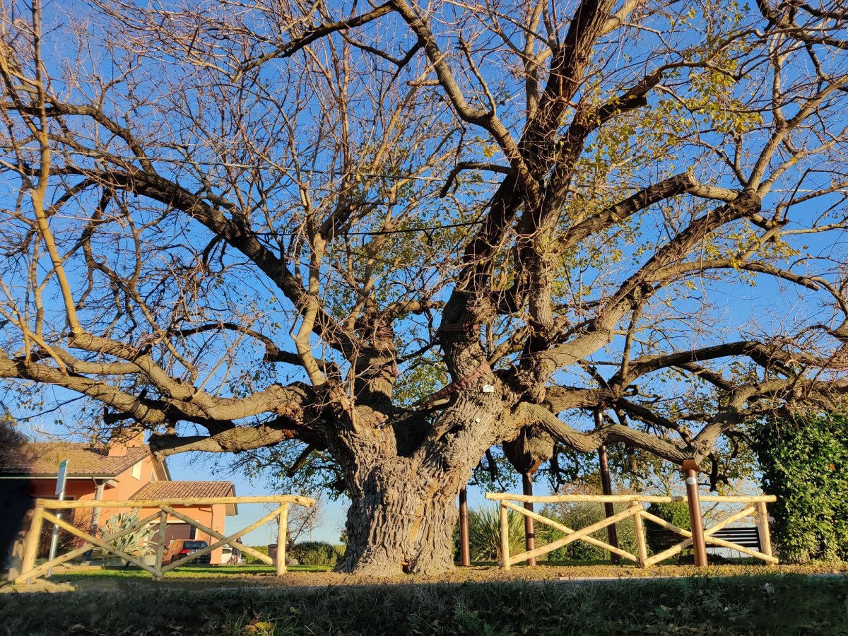 GELSO MONUMENTALE DI&nbsp;CESENA